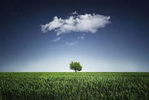дерево